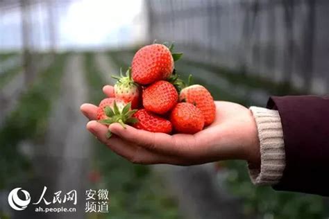 我县举行首届精品草莓评选大赛