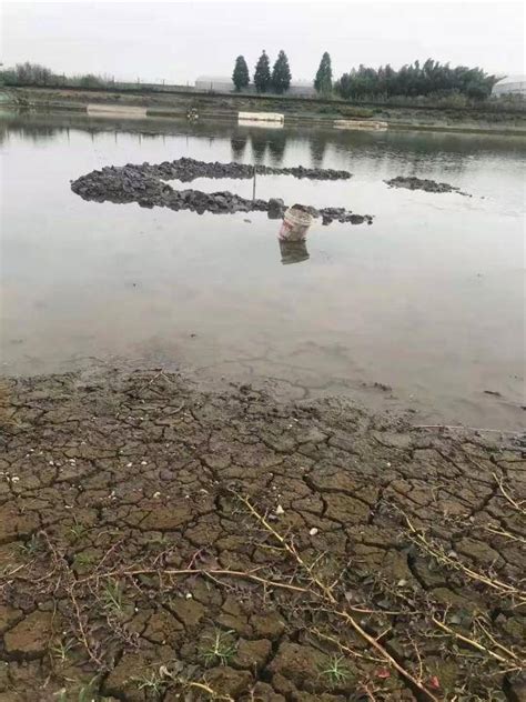 有人往鱼塘旁的小河里倒东西 一夜间鱼儿大量死亡_县市新闻_温州网