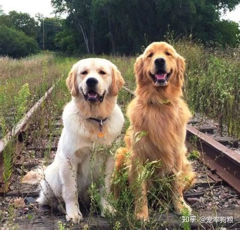 金毛犬VS拉布拉多犬，只能二选一，你觉得哪种更好饲养？|拉布拉多|金毛犬|金毛_新浪新闻
