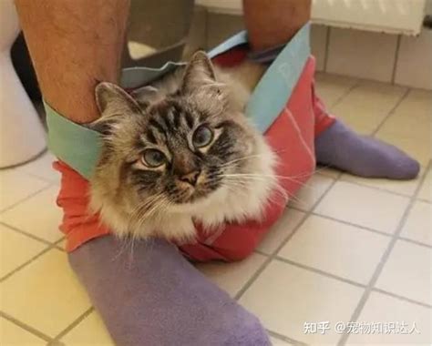 给猫洗澡有必要吗？宠物专家：强迫猫洗澡，猫咪会有生命危险