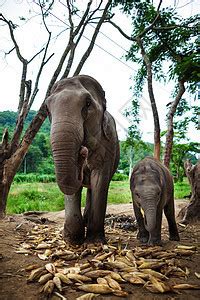 成熟的雌性大象口中含甘蔗 在地面上吃食 在空中干燥婴儿场地旅行荒野友谊鼻子国家丛林家庭力量高清图片下载-正版图片320765105-摄图网