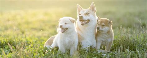 梦见三只小狗预示着什么现象 梦见三只小狗是什么预兆 - 万年历