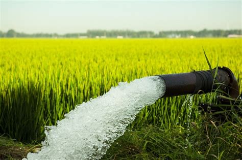 河南范县：水稻喝足黄河水 稻农喜迎丰收来 - 中国节水灌溉网