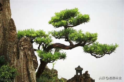 一棵大松树高清图片下载_红动中国