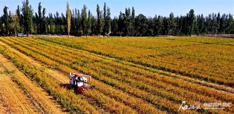 农民丰收丨新疆奇台：农机穿梭 百万亩小麦颗粒归仓-天山网 - 新疆新闻门户