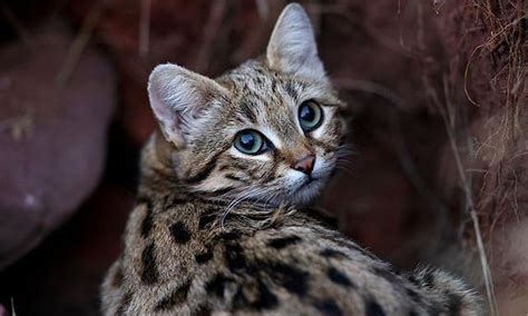 中国十大禁养猫 荒漠猫上榜，第二是体型最小的猫之一(2)_排行榜123网