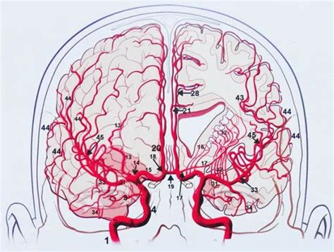 大脑willis环解剖图