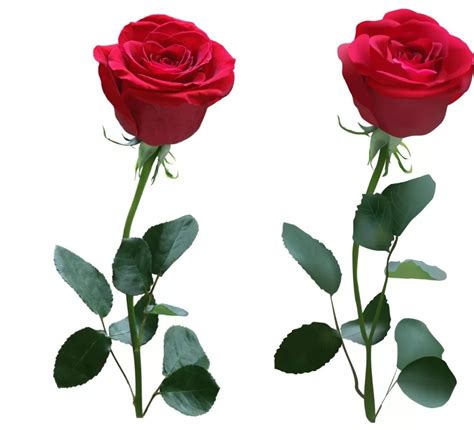 英语美文 玫瑰的花骨朵和刺