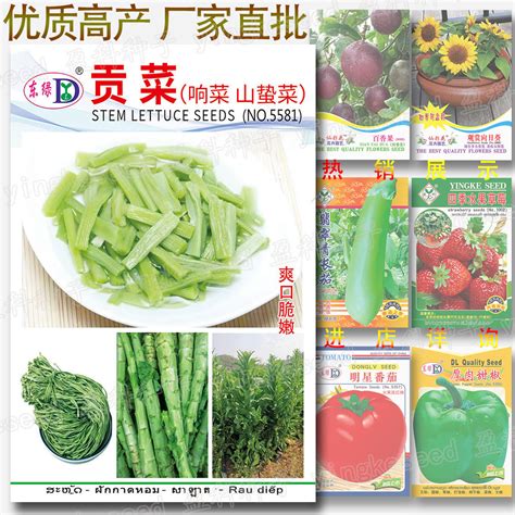 蔬菜种子批发中华快菜种子（536）F1 娃娃菜 快大味甜 阳台蔬菜-阿里巴巴