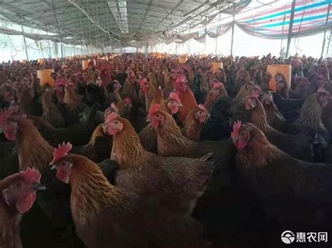 [瑶鸡批发] 贵州三生石土家生态养鸡，土瑶鸡价格28元/斤 - 惠农网