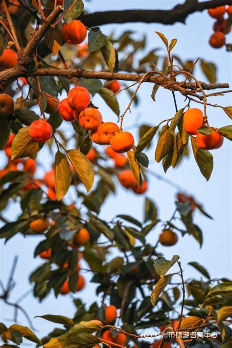 秋天最美的柿子图片,秋天柿子丰收的图片,挂在枝头的柿子图片_大山谷图库