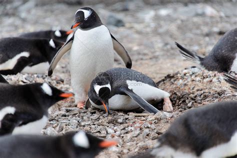 大自然中的两只巴布亚企鹅高清图片下载-正版图片505697037-摄图网