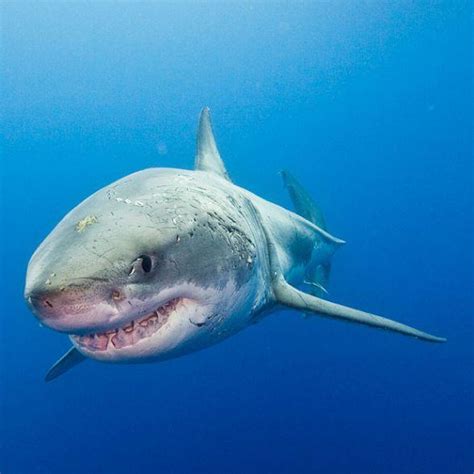 噬人鲨 - 快懂百科