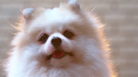 近距离观察博美犬白色小狗，快乐的舌头脸视频素材_ID:VCG42N1280842918-VCG.COM