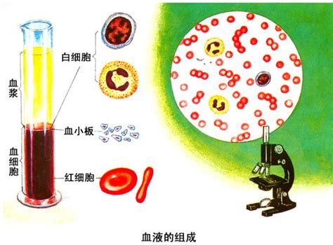 血液分层示意图图片