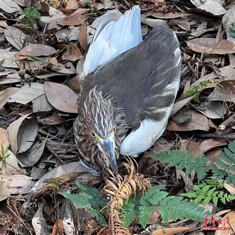 长沙某高校发现一受伤“怪鸟” 竟是国家一级保护动物池鹭-华声教育