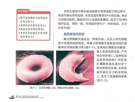 一种基于FBN1基因插入突变的马凡综合征检测试剂盒的制作方法