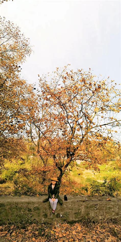 【印象】秋天的颜色——漫步随州银杏谷 - 知乎