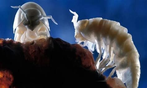 南极发现不明生物骨架,此前从未见过,地球出现新物种?|骨架|南极|残骸_新浪新闻
