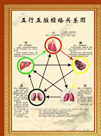 人体五脏六腑图图片