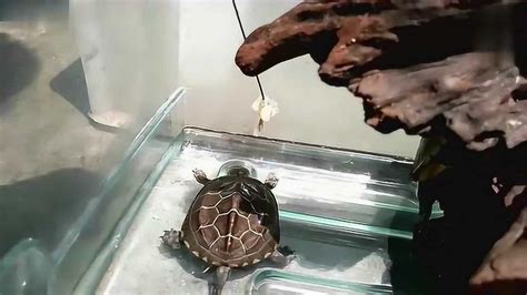 如何辨别水龟、陆龟、半水龟|水龟|陆龟|背甲_新浪新闻