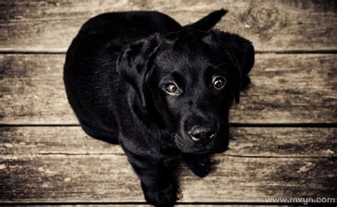 我有一只黑狗，它的名字叫抑郁(双语字幕)_腾讯视频