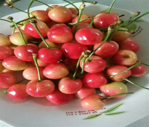 樱桃季节到了，求了解樱桃品种以及哪个品种味道较好？ - 知乎