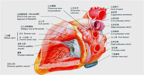 人体心脏解剖图图片免费下载_PNG素材_编号1l0ixllgy_图精灵