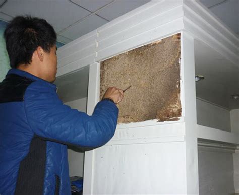 专业白蚁防治所教您如何灭杀白蚁-广东护建白蚁防治所