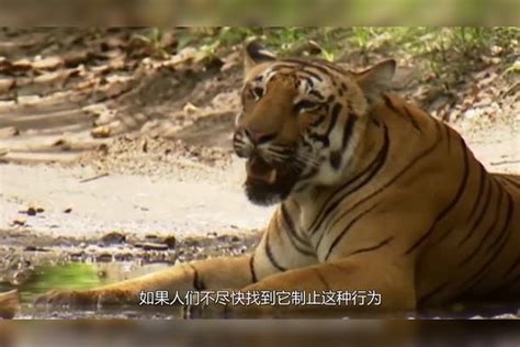 印尼四男子猎杀苏门答腊虎被捕 全球仅剩不足400只_滚动新闻_温州网