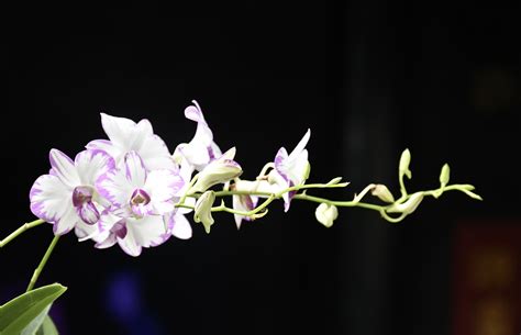 杨兰花图片