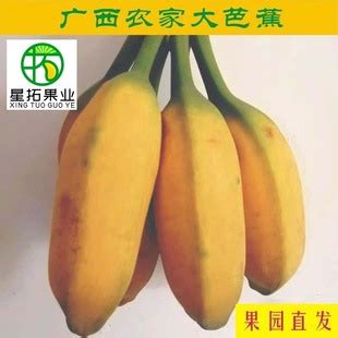 广西大芭蕉新鲜香蕉牛蕉牛角蕉净重5/9斤自然成熟酸甜味整箱批发-阿里巴巴