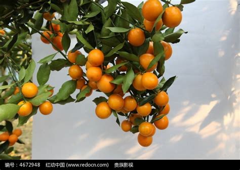 实拍树枝上硕果累累的柿子水果高清摄影大图-千库网