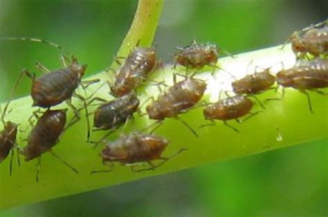 【种植技术】柑橘蚜虫如何防治，柑橘叶感染上了蚜虫怎么办？学好这几种方法 - 知乎