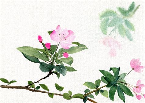 海棠花卡通图片