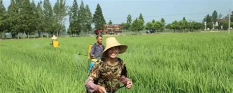 水稻种植技术指导-云南云博硒农业发展有限公司