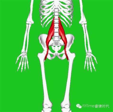 髂腰肌位置图片
