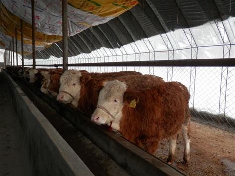 农村怎么搭建牛棚便宜,农村养10头牛的牛棚,农村简易牛棚图片大全_大山谷图库