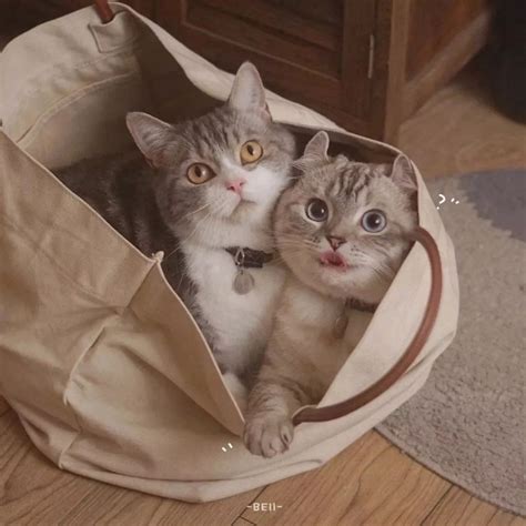 情侣头像猫咪非主流