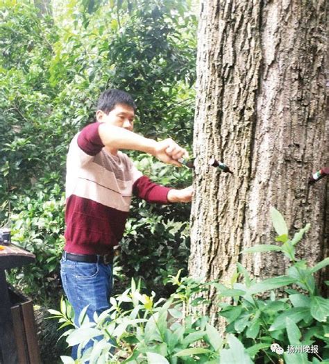 《中国主要栽培珍贵树种参考名录（2017年版）》出炉 园林资讯