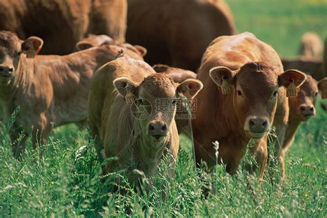 草地里放养的牛照片高清摄影大图-千库网