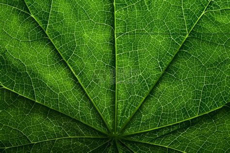 剪切叶质绿色热带植物密闭自然植物本背景摘要选择焦点宏高清图片下载-正版图片506596549-摄图网