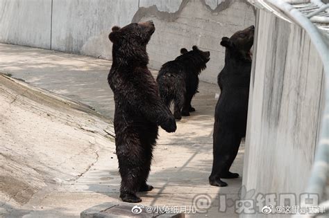 一方水土养一方人，看天津动物园的熊猫就知道天津生活有多惬意了|大熊猫_新浪新闻