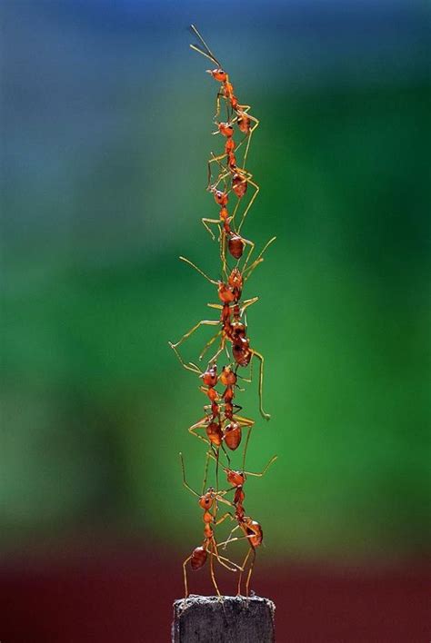 蚂蚁的行动。蚂蚁桥团队团结，概念团队齐心协力照片摄影图片_ID:316243887-Veer图库