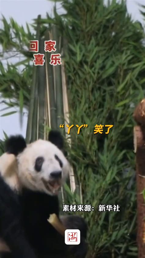 大熊猫“丫丫”今天凌晨顺利抵达北京动物园_腾讯视频