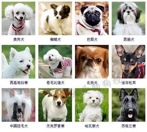 最温顺的狗_最温顺和最凶猛的狗狗排名,你知道有哪些_中国排行网