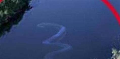 马来西亚惊险长30米的巨蛇Nabau，还长着龙头