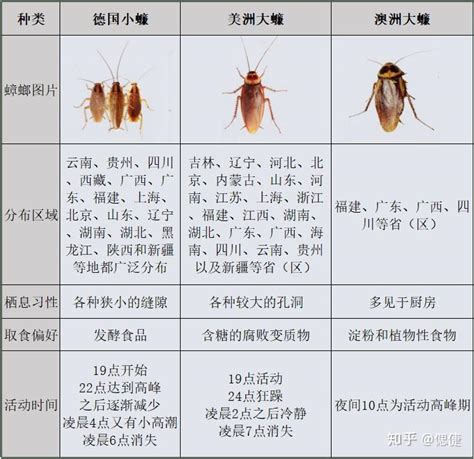 了解蟑螂的强大技能及如何灭蟑螂 - 知乎