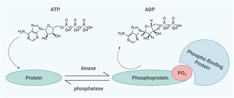 磷酸化多肽及其修饰方法 - 楚肽生物科技