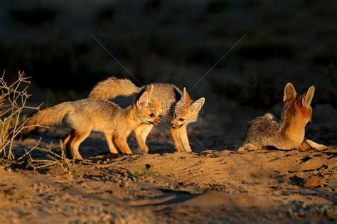 捕食者CapeFoxesVulpesChama在南非卡拉哈里沙漠的清晨光照亮时在他们的巢穴里野生动物狐狸高清图片下载-正版图片 ...